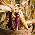 thanksgiving corn harvest free clipart