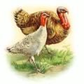 thanksgiving turkey couple free clipart