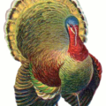 thanksgiving turkey free clipart