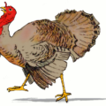 thanksgiving turkey large free clipart