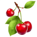 three ripe cherries on stem with leaf free clipart image