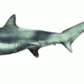 thresher shark free clipart