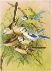 tit paridae park free clipart