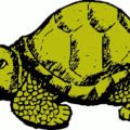 tortoise free clipart