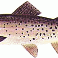 trout free clipart