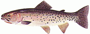 trout free clipart