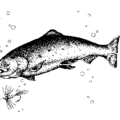 trout free clipart