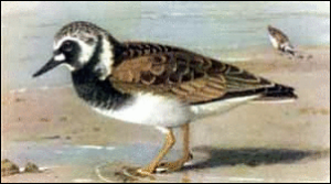 turnstone free clipart