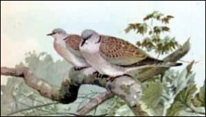 turtle dove free clipart