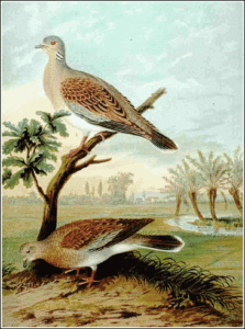 turtle dove free clipart