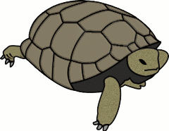 turtle green free clipart