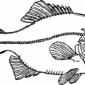 ugly fish free clipart