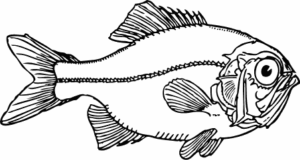 ugly fish free clipart