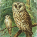 ural owl free clipart