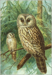 ural owl free clipart