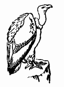 vulture free clipart