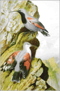 wall creeper free clipart
