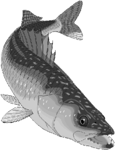 walleye free clipart