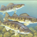 walleye painting free clipart