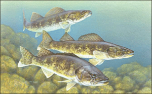 walleye painting free clipart