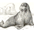 walrus bw free clipart