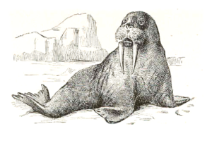 walrus bw free clipart