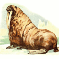 walrus free clipart