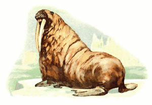 walrus free clipart