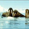 walrus huddle photo free clipart