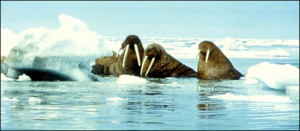 walrus huddle photo free clipart