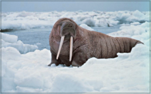 walrus photo free clipart