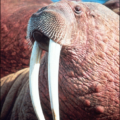 walrus picture free clipart