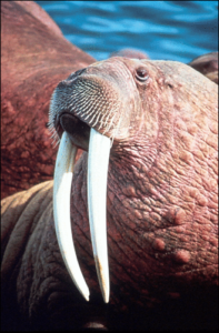 walrus picture free clipart