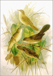 warbler free clipart