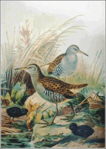 water rail free clipart