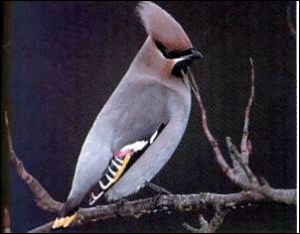 waxwing free clipart