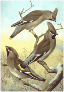 waxwing free clipart