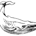 whale bw free clipart