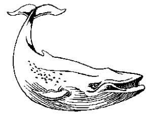 whale bw free clipart