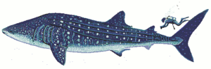 whale shark free clipart