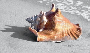 whelk on beach sand free clipart