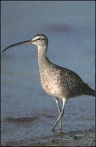 whimbrel free clipart
