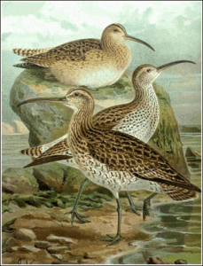 whimbrel free clipart