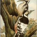 white backed woodpecker free clipart