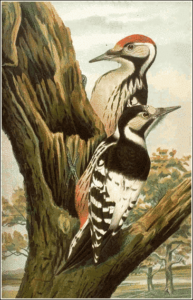white backed woodpecker free clipart