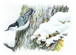 white breasted nuthatch free clipart