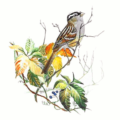 white crowned sparrow free clipart