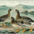 white fronted goose free clipart