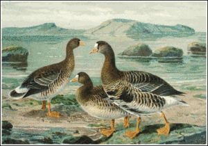 white fronted goose free clipart