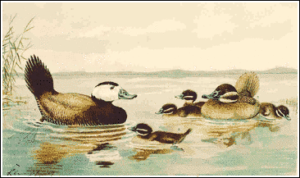 white headed duck free clipart